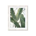 Picture of Banana Plant _GroupedProduct_Rectangle_Portrait_Photography _GroupedProduct_Rectangle_Portrait_Framed_Matted_