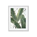 Picture of Banana Plant _GroupedProduct_Rectangle_Portrait_Photography _GroupedProduct_Rectangle_Portrait_Framed_Matted_