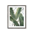 Picture of Banana Plant _GroupedProduct_Rectangle_Portrait_Photography _GroupedProduct_Rectangle_Portrait_Framed_Matted_