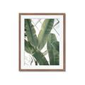 Picture of Banana Plant _GroupedProduct_Rectangle_Portrait_Photography _GroupedProduct_Rectangle_Portrait_Framed_Matted_