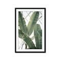 Picture of Banana Plant _GroupedProduct_Rectangle_Portrait_Photography _GroupedProduct_Rectangle_Portrait_Framed_Matted_