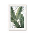 Picture of Banana Plant _GroupedProduct_Rectangle_Portrait_Photography _GroupedProduct_Rectangle_Portrait_Framed_Matted_