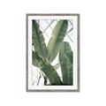 Picture of Banana Plant _GroupedProduct_Rectangle_Portrait_Photography _GroupedProduct_Rectangle_Portrait_Framed_Matted_