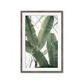 Picture of Banana Plant _GroupedProduct_Rectangle_Portrait_Photography _GroupedProduct_Rectangle_Portrait_Framed_Matted_
