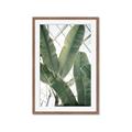 Picture of Banana Plant _GroupedProduct_Rectangle_Portrait_Photography _GroupedProduct_Rectangle_Portrait_Framed_Matted_