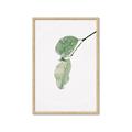 Picture of Dewey leaves _GroupedProduct_Rectangle_Portrait_Photography _GroupedProduct_Rectangle_Portrait_Framed_Matted_