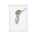 Picture of Dewey leaves _GroupedProduct_Rectangle_Portrait_Photography _GroupedProduct_Rectangle_Portrait_Framed_Matted_