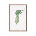 Picture of Dewey leaves _GroupedProduct_Rectangle_Portrait_Photography _GroupedProduct_Rectangle_Portrait_Framed_Matted_