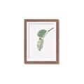 Picture of Dewey leaves _GroupedProduct_Rectangle_Portrait_Photography _GroupedProduct_Rectangle_Portrait_Framed_Matted_