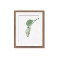 Picture of Dewey leaves _GroupedProduct_Rectangle_Portrait_Photography _GroupedProduct_Rectangle_Portrait_Framed_Matted_