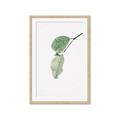 Picture of Dewey leaves _GroupedProduct_Rectangle_Portrait_Photography _GroupedProduct_Rectangle_Portrait_Framed_Matted_