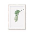Picture of Dewey leaves _GroupedProduct_Rectangle_Portrait_Photography _GroupedProduct_Rectangle_Portrait_Framed_Matted_