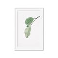 Picture of Dewey leaves _GroupedProduct_Rectangle_Portrait_Photography _GroupedProduct_Rectangle_Portrait_Framed_Matted_