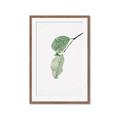 Picture of Dewey leaves _GroupedProduct_Rectangle_Portrait_Photography _GroupedProduct_Rectangle_Portrait_Framed_Matted_