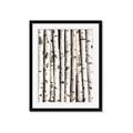 Picture of Birch Logs _GroupedProduct_Rectangle_Portrait_Photography _GroupedProduct_Rectangle_Portrait_Framed_Matted_