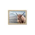 Picture of Furry highland cow _GroupedProduct_Rectangle_Landscape_Photography _GroupedProduct_Rectangle_Landscape_Framed_Matted_