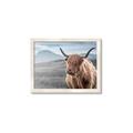 Picture of Furry highland cow _GroupedProduct_Rectangle_Landscape_Photography _GroupedProduct_Rectangle_Landscape_Framed_Matted_
