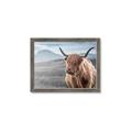 Picture of Furry highland cow _GroupedProduct_Rectangle_Landscape_Photography _GroupedProduct_Rectangle_Landscape_Framed_Matted_