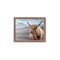 Picture of Furry highland cow _GroupedProduct_Rectangle_Landscape_Photography _GroupedProduct_Rectangle_Landscape_Framed_Matted_