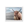Picture of Furry highland cow _GroupedProduct_Rectangle_Landscape_Photography _GroupedProduct_Rectangle_Landscape_Framed_Matted_