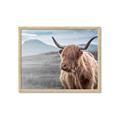 Picture of Furry highland cow _GroupedProduct_Rectangle_Landscape_Photography _GroupedProduct_Rectangle_Landscape_Framed_Matted_