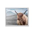 Picture of Furry highland cow _GroupedProduct_Rectangle_Landscape_Photography _GroupedProduct_Rectangle_Landscape_Framed_Matted_