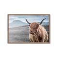 Picture of Furry highland cow _GroupedProduct_Rectangle_Landscape_Photography _GroupedProduct_Rectangle_Landscape_Framed_Matted_