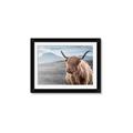 Picture of Furry highland cow _GroupedProduct_Rectangle_Landscape_Photography _GroupedProduct_Rectangle_Landscape_Framed_Matted_