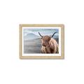 Picture of Furry highland cow _GroupedProduct_Rectangle_Landscape_Photography _GroupedProduct_Rectangle_Landscape_Framed_Matted_