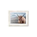Picture of Furry highland cow _GroupedProduct_Rectangle_Landscape_Photography _GroupedProduct_Rectangle_Landscape_Framed_Matted_
