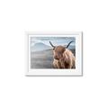 Picture of Furry highland cow _GroupedProduct_Rectangle_Landscape_Photography _GroupedProduct_Rectangle_Landscape_Framed_Matted_