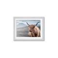 Picture of Furry highland cow _GroupedProduct_Rectangle_Landscape_Photography _GroupedProduct_Rectangle_Landscape_Framed_Matted_