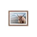 Picture of Furry highland cow _GroupedProduct_Rectangle_Landscape_Photography _GroupedProduct_Rectangle_Landscape_Framed_Matted_