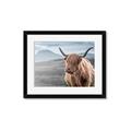 Picture of Furry highland cow _GroupedProduct_Rectangle_Landscape_Photography _GroupedProduct_Rectangle_Landscape_Framed_Matted_