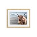 Picture of Furry highland cow _GroupedProduct_Rectangle_Landscape_Photography _GroupedProduct_Rectangle_Landscape_Framed_Matted_