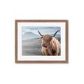 Picture of Furry highland cow _GroupedProduct_Rectangle_Landscape_Photography _GroupedProduct_Rectangle_Landscape_Framed_Matted_