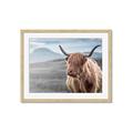 Picture of Furry highland cow _GroupedProduct_Rectangle_Landscape_Photography _GroupedProduct_Rectangle_Landscape_Framed_Matted_