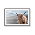 Picture of Furry highland cow _GroupedProduct_Rectangle_Landscape_Photography _GroupedProduct_Rectangle_Landscape_Framed_Matted_