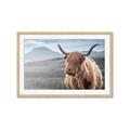 Picture of Furry highland cow _GroupedProduct_Rectangle_Landscape_Photography _GroupedProduct_Rectangle_Landscape_Framed_Matted_