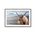 Picture of Furry highland cow _GroupedProduct_Rectangle_Landscape_Photography _GroupedProduct_Rectangle_Landscape_Framed_Matted_