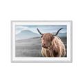 Picture of Furry highland cow _GroupedProduct_Rectangle_Landscape_Photography _GroupedProduct_Rectangle_Landscape_Framed_Matted_