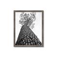Picture of The Tree _GroupedProduct_Rectangle_Portrait_Photography _GroupedProduct_Rectangle_Portrait_Framed_Matted_