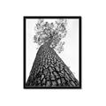 Picture of The Tree _GroupedProduct_Rectangle_Portrait_Photography _GroupedProduct_Rectangle_Portrait_Framed_Matted_