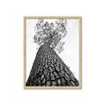 Picture of The Tree _GroupedProduct_Rectangle_Portrait_Photography _GroupedProduct_Rectangle_Portrait_Framed_Matted_