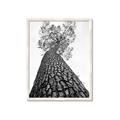 Picture of The Tree _GroupedProduct_Rectangle_Portrait_Photography _GroupedProduct_Rectangle_Portrait_Framed_Matted_
