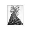Picture of The Tree _GroupedProduct_Rectangle_Portrait_Photography _GroupedProduct_Rectangle_Portrait_Framed_Matted_
