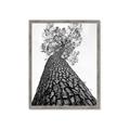 Picture of The Tree _GroupedProduct_Rectangle_Portrait_Photography _GroupedProduct_Rectangle_Portrait_Framed_Matted_