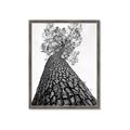 Picture of The Tree _GroupedProduct_Rectangle_Portrait_Photography _GroupedProduct_Rectangle_Portrait_Framed_Matted_