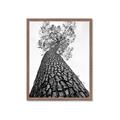 Picture of The Tree _GroupedProduct_Rectangle_Portrait_Photography _GroupedProduct_Rectangle_Portrait_Framed_Matted_