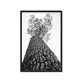 Picture of The Tree _GroupedProduct_Rectangle_Portrait_Photography _GroupedProduct_Rectangle_Portrait_Framed_Matted_